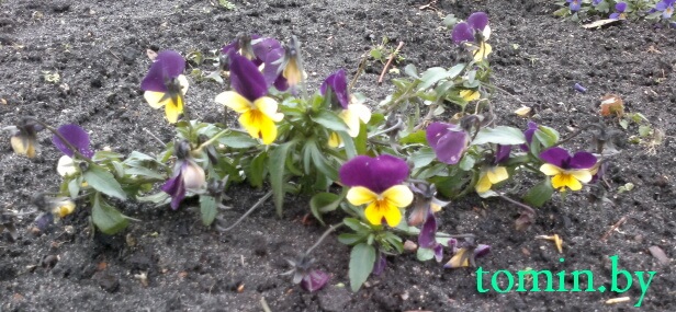 В Бресте зацвели анютины глазки. В декабре (фото) Брест, 18 декабря 2011 г.