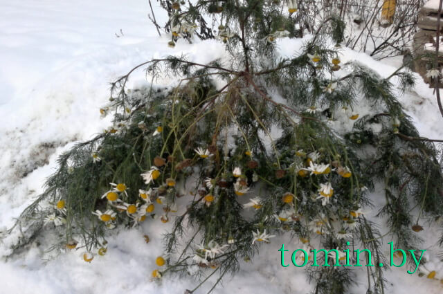 В Бресте в январе зацвели ромашки. Фото Тамары ТИБОРОВСКОЙ В Бресте в январе зацвели ромашки. Фото Тамары ТИБОРОВСКОЙ