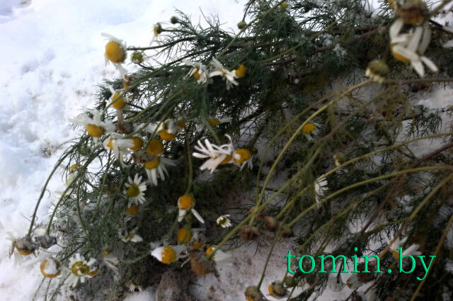 В Бресте в январе зацвели ромашки. Фото Тамары ТИБОРОВСКОЙ В Бресте в январе зацвели ромашки. Фото Тамары ТИБОРОВСКОЙ