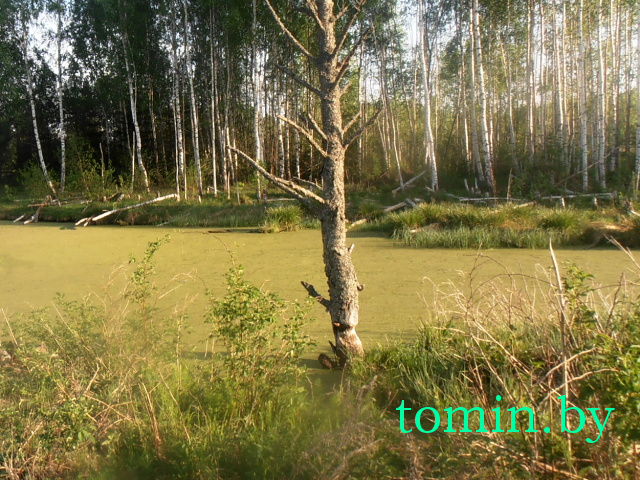 Столинские спасатели снимали с дерева минчанина, забредшего в болото: подробности путешествия со слов туриста Столинские спасатели снимали с дерева минчанина, забредшего в болото: подробности путешествия со слов туриста