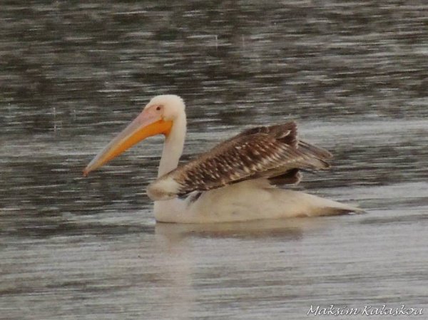 Розовый пеликан - фото Розовый пеликан - фото
