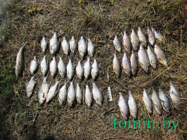 Житель Лоевского района уплатит почти Br8 млн за незаконный лов рыбы на приграничной территории - фото