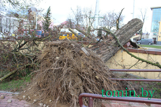 В Бресте штормовой ветер около 40 минут валил с корнями деревья - фото