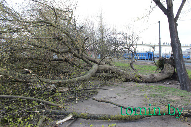 В Бресте штормовой ветер около 40 минут валил с корнями деревья - фото