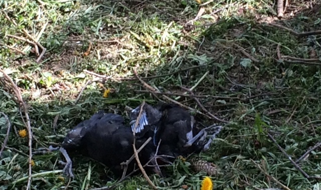 В Фаниполе погибло около 30 птенцов при обрезке деревьев в гнездовой период – фото