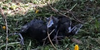 В Фаниполе погибло около 30 птенцов при обрезке деревьев в гнездовой период – фото