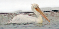 Кудрявый пеликан - фото