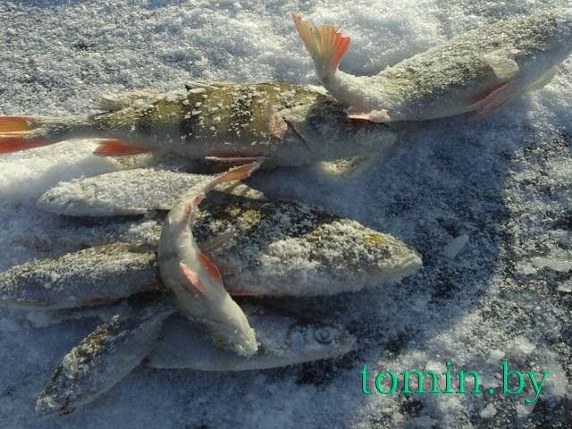 Зимняя рыбалка - фото Зимняя рыбалка - фото