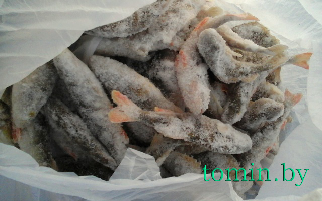 Зимняя рыбалка - фото Зимняя рыбалка - фото