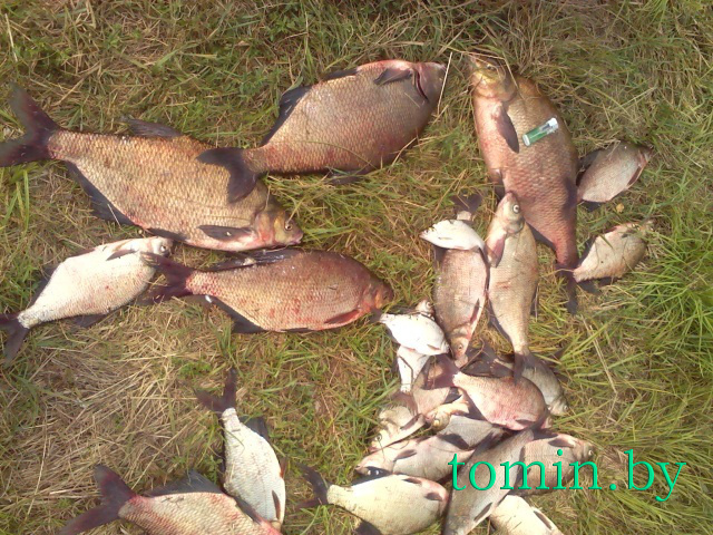 Летний улов - фото Летний улов - фото