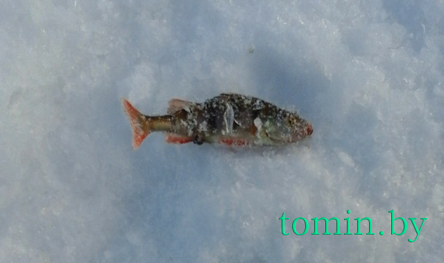 Воскресный улов на заливе "Вонючка" в Гомеле. Окунь - фото Воскресный улов на заливе "Вонючка" в Гомеле. Окунь - фото
