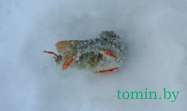 Воскресный улов на заливе "Вонючка" в Гомеле. Окунь - фото Воскресный улов на заливе "Вонючка" в Гомеле. Окунь - фото