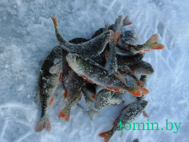 Воскресный улов на заливе "Вонючка" в Гомеле - фото Воскресный улов на заливе "Вонючка" в Гомеле - фото