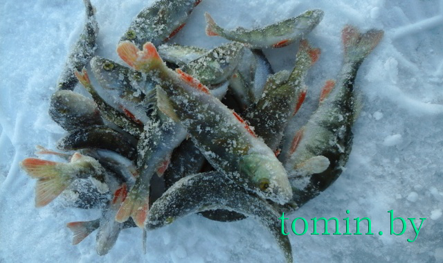 Воскресный улов на заливе "Вонючка" в Гомеле - фото Воскресный улов на заливе "Вонючка" в Гомеле - фото