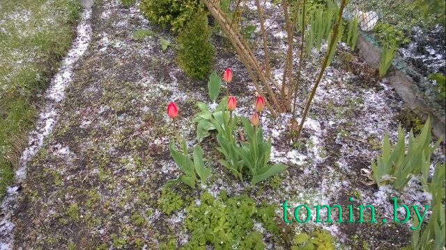 Настоящая весна: Брест накрыло белым «одеялом» града - фото