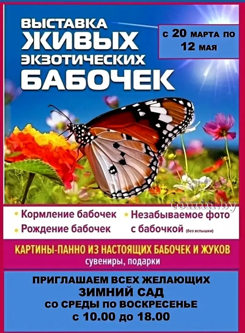 «Порхающие цветы»: единственная в Беларуси выставка живых экзотических бабочек  проходит в Зимнем саду Бреста